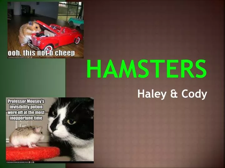 PPT - All About Hamsters PowerPoint Presentation, free download