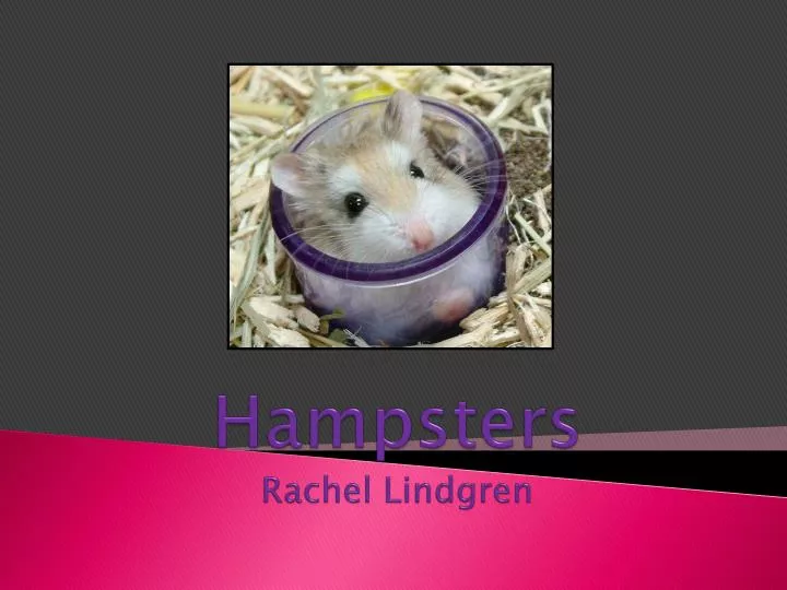 hampsters rachel lindgren