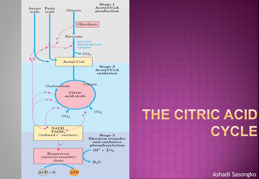 PPT - The Citric Acid Cycle PowerPoint Presentation, free download - ID ...