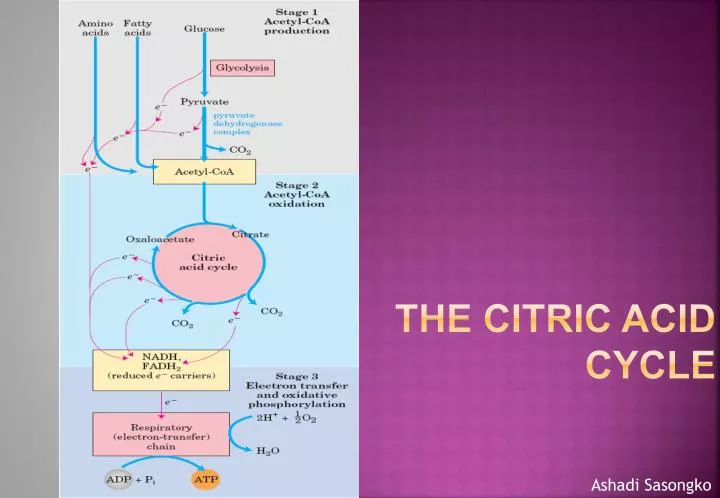 the citric acid cycle