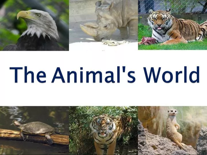 the animal s world