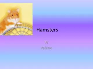 Hamsters