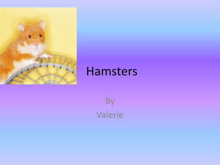 PPT - All About Hamsters PowerPoint Presentation, free download