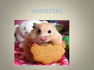 hamsters
