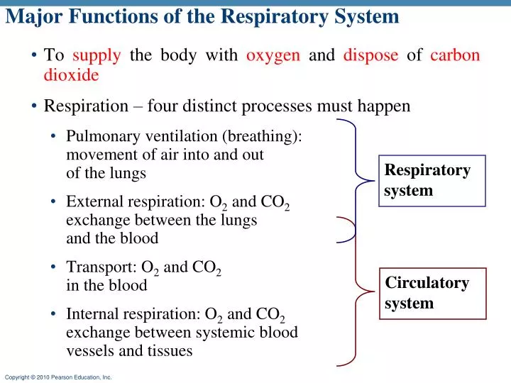 major functions of the respiratory system