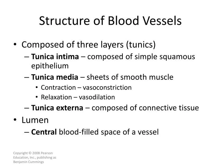 structure of blood vessels