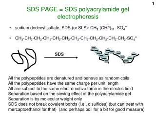 SDS PAGE = SDS polyacrylamide gel electrophoresis