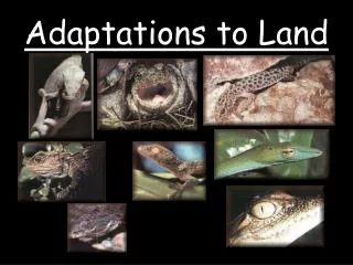 Adaptations to Land