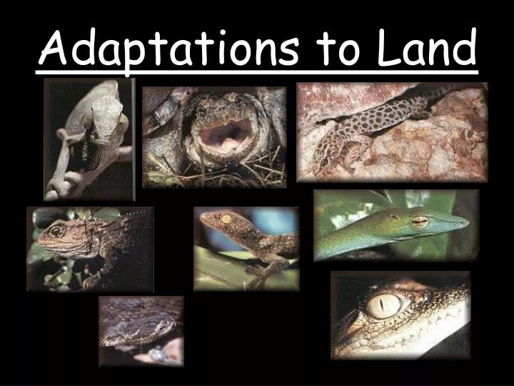 adaptations to land