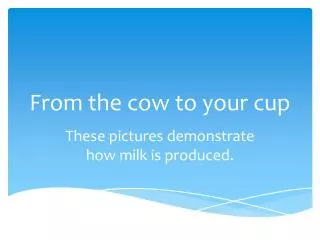 From the cow to your cup