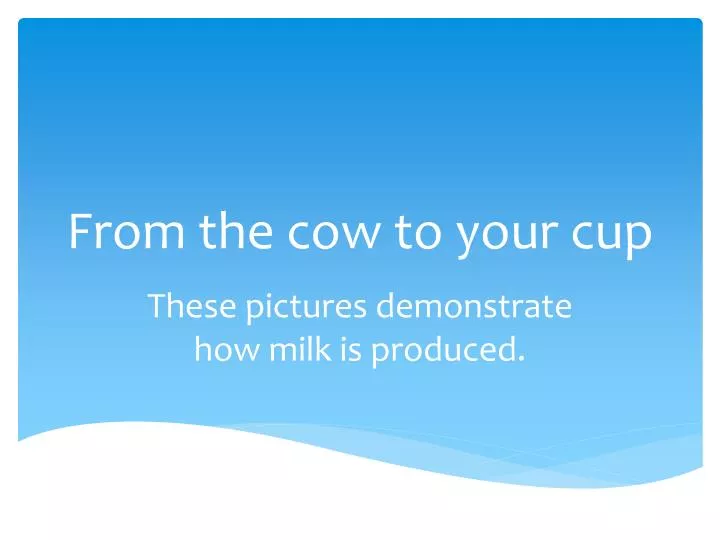 from the cow to your cup