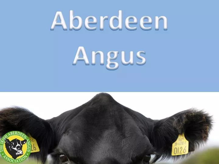 aberdeen angus