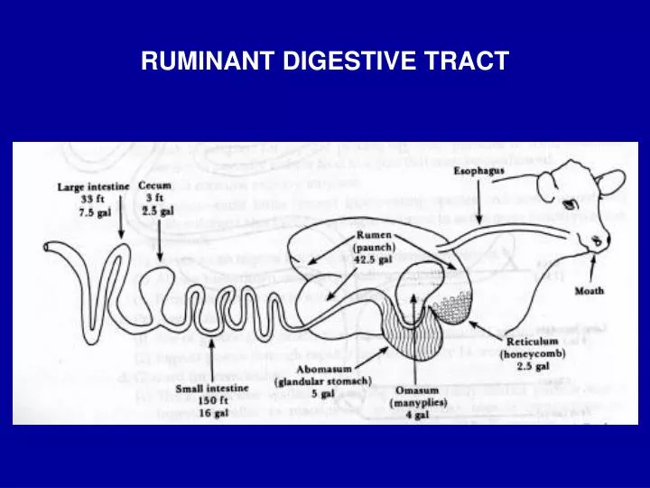 ruminant digestive tract