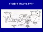 RUMINANT DIGESTIVE TRACT - slide 1