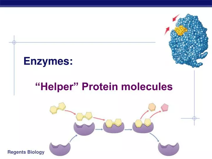 enzymes helper protein molecules