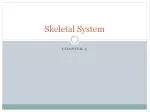 Skeletal System - slide 1