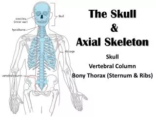 The Skull &amp; Axial Skeleton