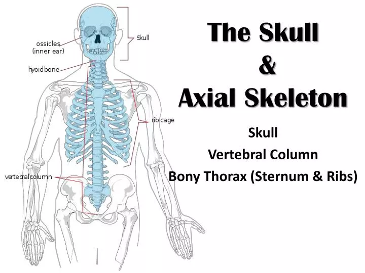 the skull axial skeleton