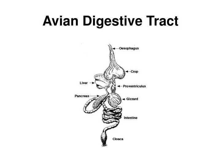 avian digestive tract