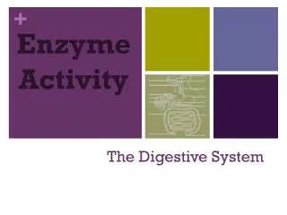 The Digestive System