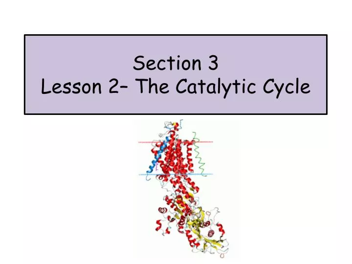 section 3 lesson 2 the catalytic cycle