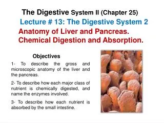 Lecture # 13: The Digestive System 2