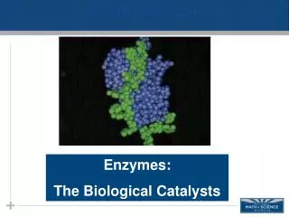 Enzymes: The Biological C atalysts