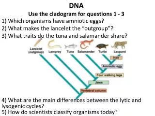 DNA Use the cladogram for questions 1 - 3