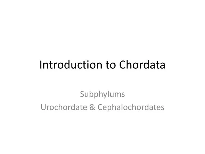 introduction to chordata