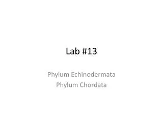 Lab #13