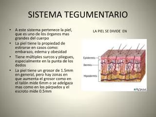 sistema tegumentario
