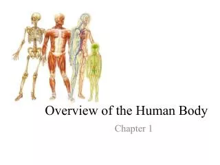 Overview of the Human Body