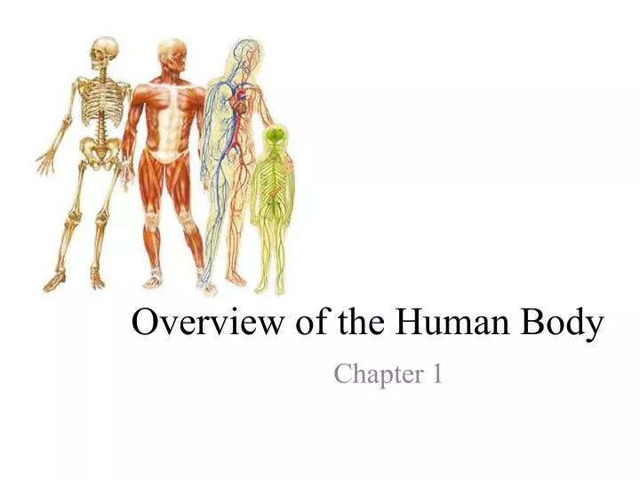 overview of the human body