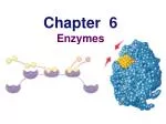 Chapter 6 Enzymes