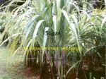 Sugar - slide 1