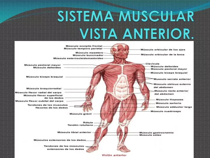 sistema muscular vista anterior