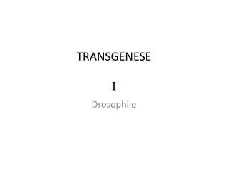 TRANSGENESE I