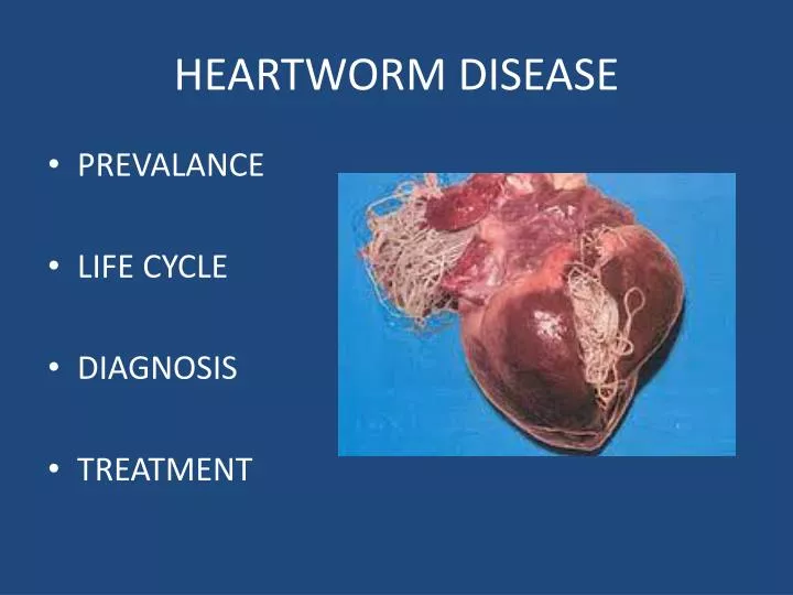heartworm disease