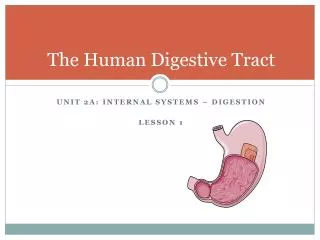 The Human Digestive Tract