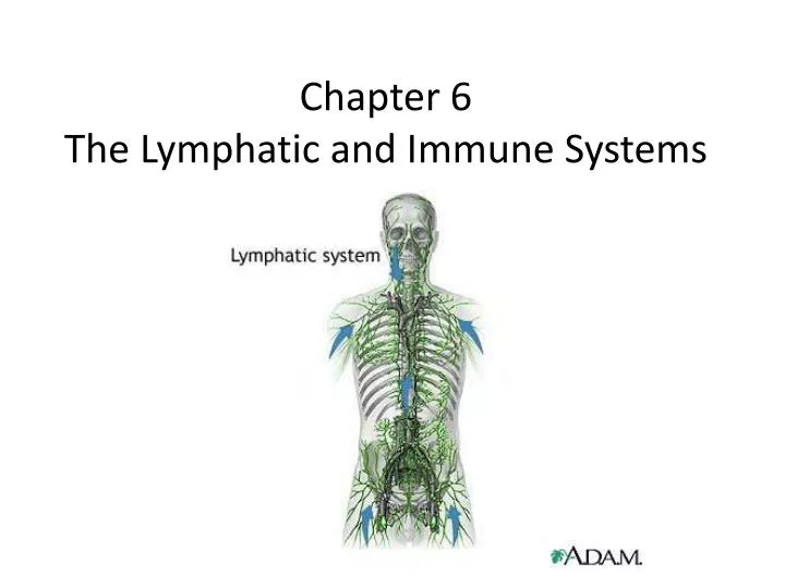 chapter 6 the lymphatic and immune systems
