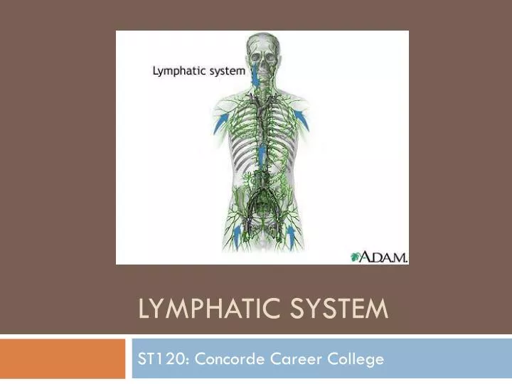 lymphatic system