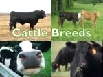Cattle Breeds - slide 1