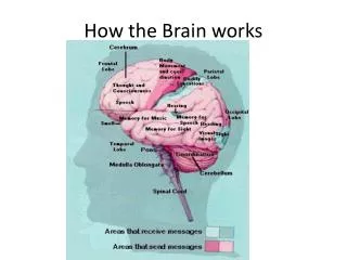 how the brain works