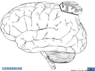 CEREBRUM