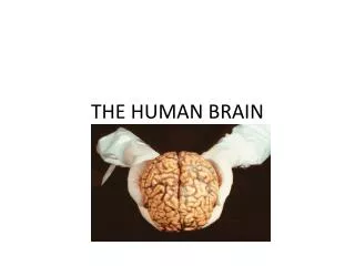 THE HUMAN BRAIN