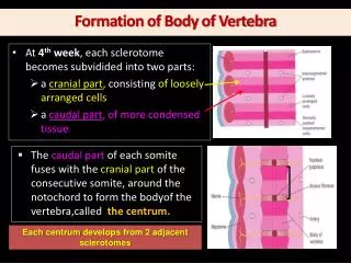 At 4 th week , e ach sclerotome becomes subvidided into two parts: