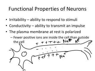 Functional Properties of Neurons