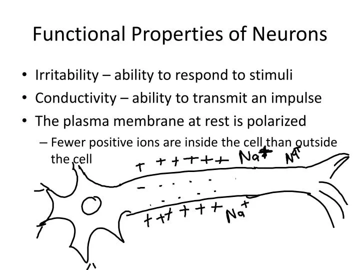 functional properties of neurons