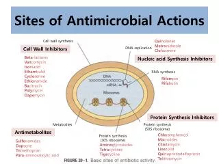 Sites of Antimicrobial Actions