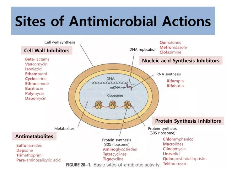 sites of antimicrobial actions